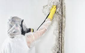 Best Mold Removal for HVAC Installations in Amery, WI